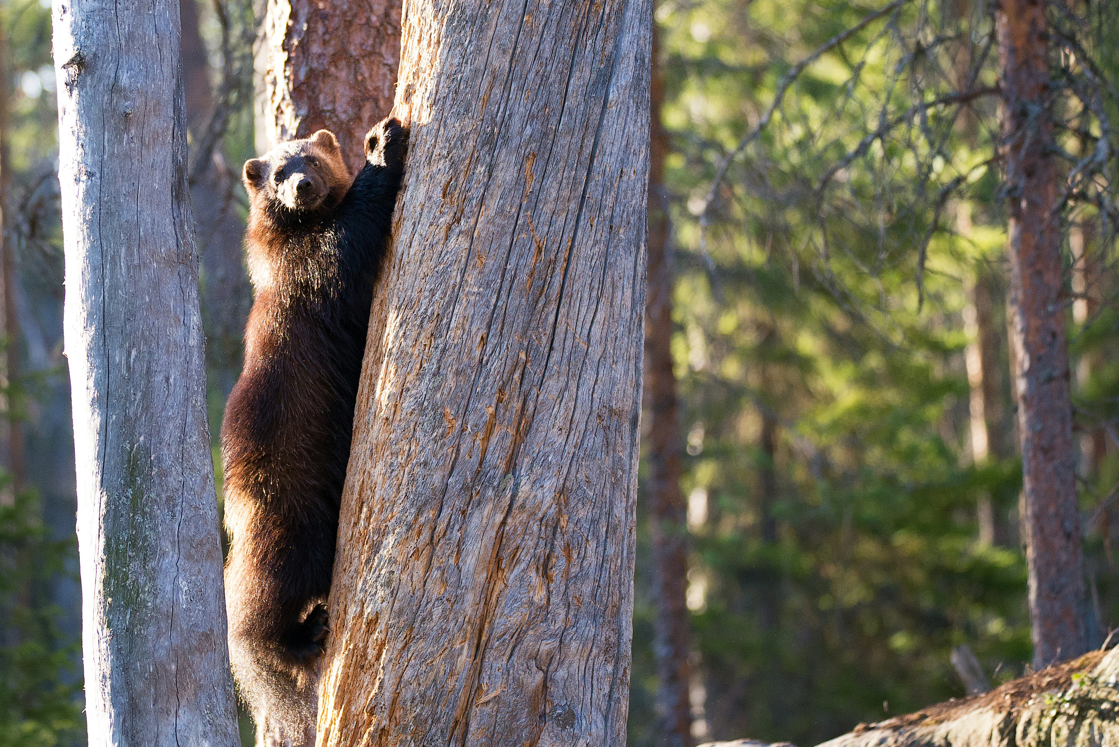 brown bear on tree